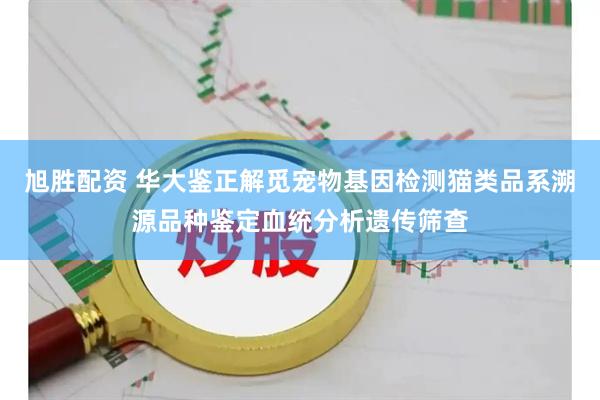 旭胜配资 华大鉴正解觅宠物基因检测猫类品系溯源品种鉴定血统分析遗传筛查